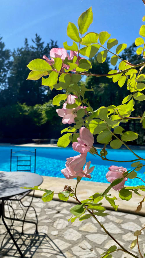 verdure et piscine du mas