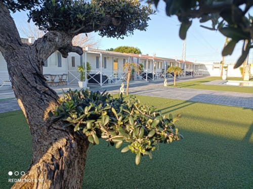 Bungalow Buda Beach hotel courtyard with mature tree and white bungalows in Chipiona