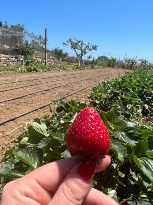 Fragola fresca e matura raccolta a mano presso l'Agriturismo Su Barraccu di Loceri, Italia