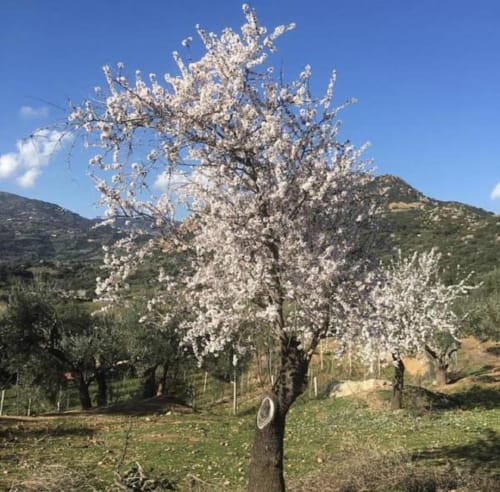 Mandorlo in fiore in primavera ad Agriturismo Su Barraccu, nelle campagne di Loceri, Sardegna