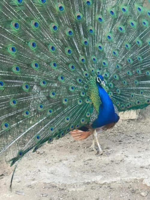 Peacock displaying vibrant blue plumage and green feathers with eye spots at Agriturismo Su Barraccu in Loceri, Italy
