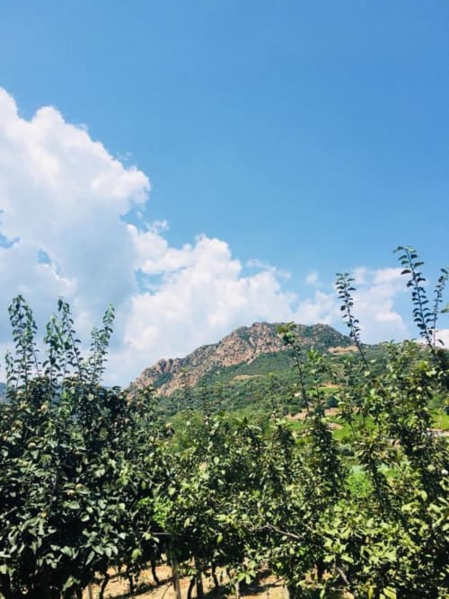 Lush vineyard at Agriturismo Su Barraccu in Loceri with mountain views and blue sky
