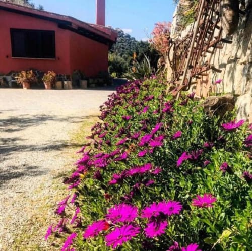 Vibrant magenta flowers bloom along a stone wall at Agriturismo Su Barraccu in Loceri, Italy