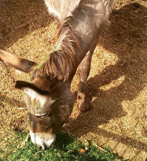 Goat grazing at Agriturismo Su Barraccu farm in Loceri, Italy