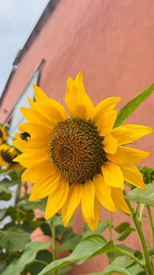 Bright yellow sunflower with bee visiting petals at Agriturismo Su Barraccu in Loceri