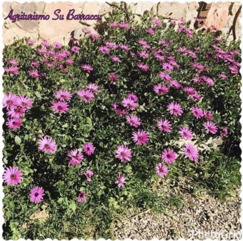 Vibrant pink daisies blooming in garden at Agriturismo Su Barraccu, Loceri