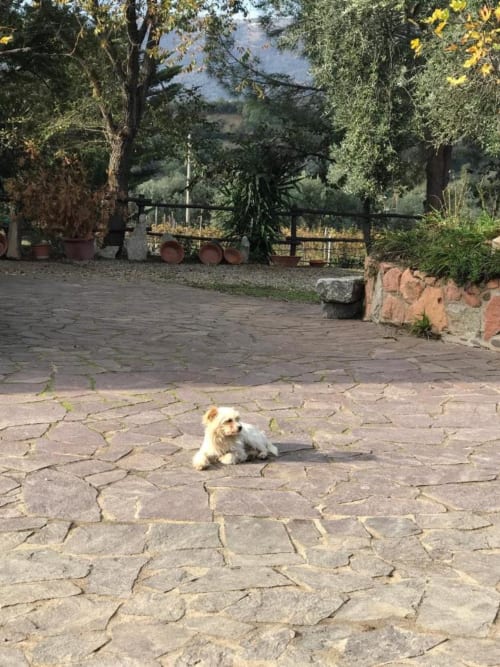 Small dog resting on stone patio at Agriturismo Su Barraccu in Loceri, Italy, with rustic gardens and countryside views