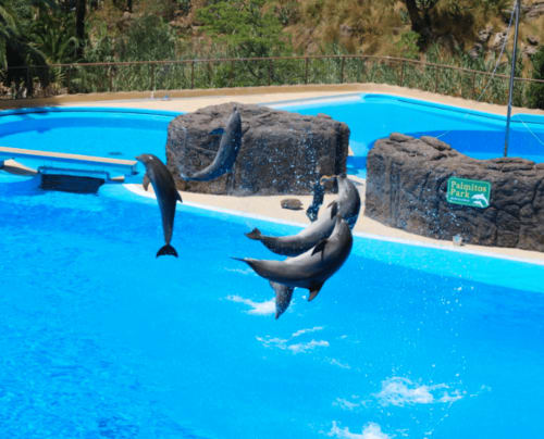 Espectáculo de delfines en la piscina del Parque Palmitos en Maspalomas, Las Palmas