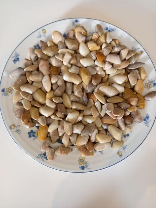 Amêijoas frescas servidas em prato decorativo na quinta Casa Hortas em Bordeira, Portugal