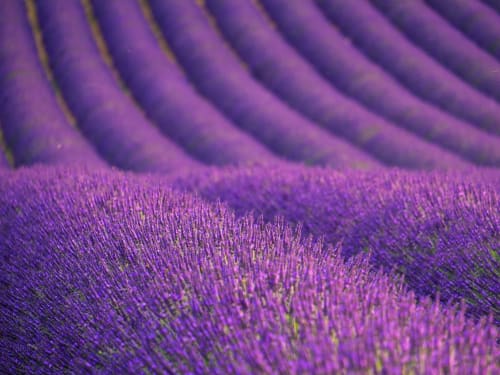 Campi di lavanda viola ondulati vicino a La Bouscatière a Moustiers-Sainte-Marie, Francia
