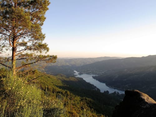 Pine tree overlooking scenic valley with river and mountains in Gerês, Portugal
