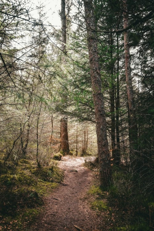 Forest hiking trail near Haydon Bridge with tall trees and moss-covered ground