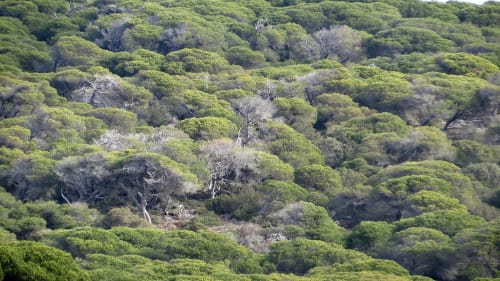 Dense Mediterranean forest landscape with scattered trees and rocky outcrops near Bordeira, Portugal