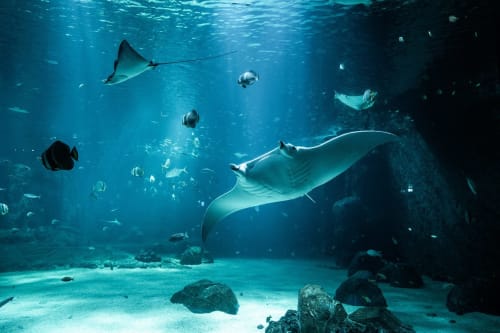 Des raies manta glissant dans l'eau avec des poissons tropicaux près du fond sablonneux de l'océan