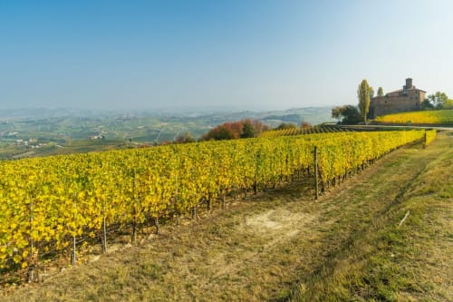 Vigneti dorati che circondano una villa storica a Monforte d'Alba, Italia, con sfondo di campagna ondulata