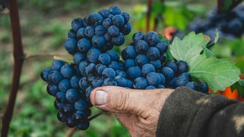 Uva blu fresca raccolta nel vigneto Dimora i Manichei a Monforte d'Alba, Italia