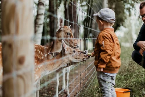 Un bambino alimenta i cervi presso Dimora i Manichei, una struttura rurale di ospitalità a Monforte d'Alba, Italia