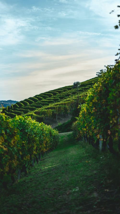 Terraced vineyard rows in Vernazza, Italy with lush green vines and rolling hills under blue sky