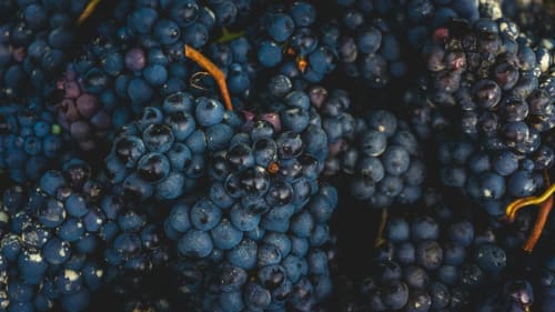 Dark blue wine grapes with golden stems at SoleMagia, a Vernazza, Italy bed and breakfast