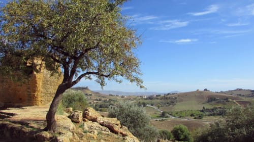 Vista paesaggistica in stile toscano dalle camere di Macramè Fazello a Sciacca, con ulivo e colline ondulate