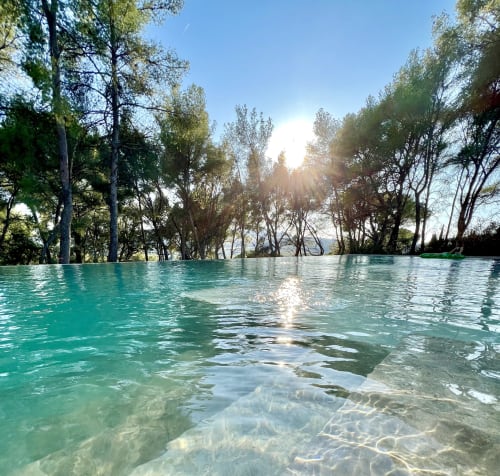 piscine au milieu des pins