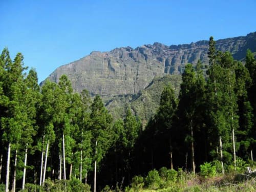 Forêt de grands pins avec un spectaculaire relief montagneux rocheux en arrière-plan à Cilaos, île de la Réunion