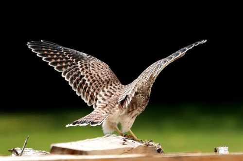 Bird in flight symbolizing departure from Domaine du Cardou