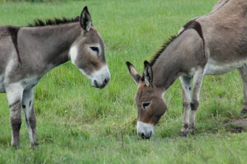 Tre asini al pascolo nel verde prato dell'Agriturismo Su Barraccu, Loceri