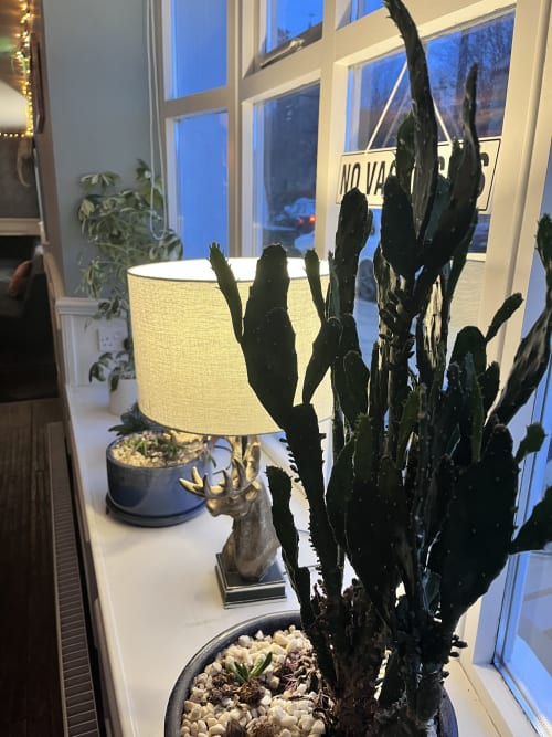 Windowsill plants at Railway Hotel Haydon Bridge with tall cactus, lamp, and evening city views