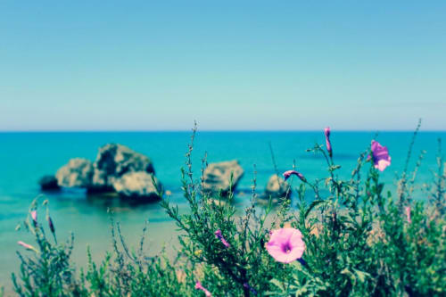 Fiori rosa affacciati sul mare Mediterraneo turchese presso Licata, Italia a La Maison Du Port