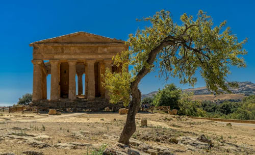 Ancient Greek temple with gnarled olive tree, Agrigento Sicily archaeological site near Licata