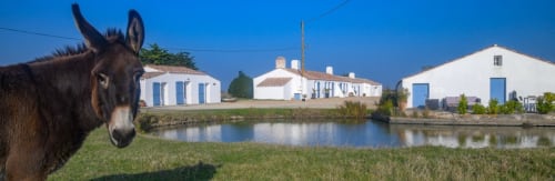 Âne qui paît au bord du canal aux Gîtes De La Grande Borderie, chambres d'hôtes rurales en Touraine avec bâtiments blancs