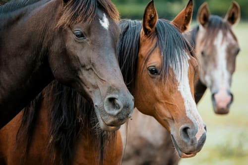 Horses grazing at Bungalow Buda Beach in Chipiona, Spain