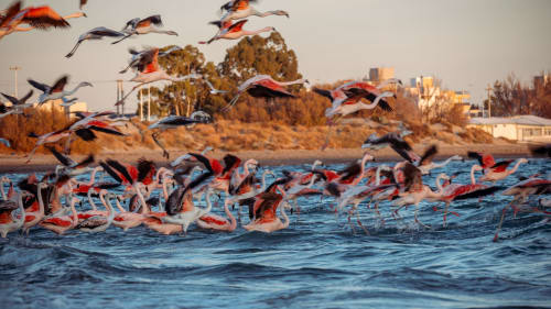 Flamingos and birds flying over blue waters near Bungalow Buda Beach, Chipiona