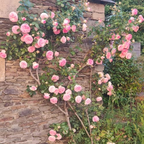 rosier pierre de ronsard, roses, mur en pierre sèche, bretagne, printemps