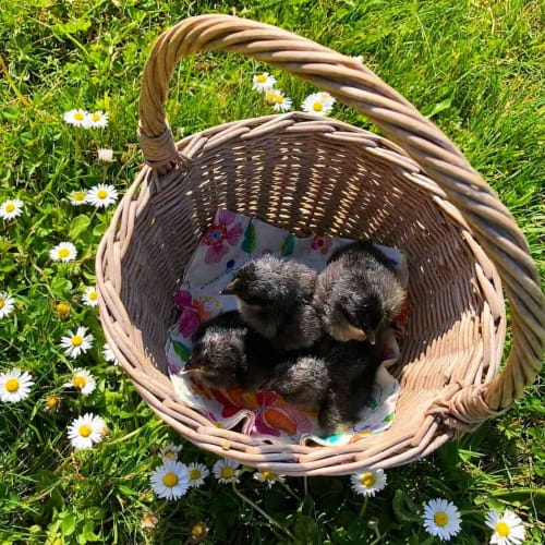 panier, poussin, pâquerettes, printemps, pâques