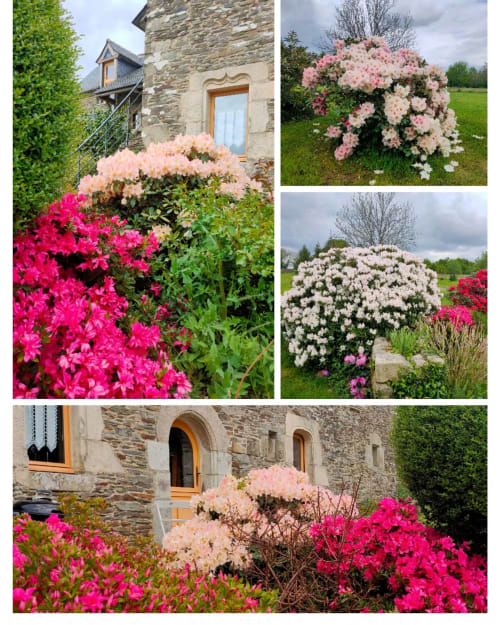 rhodos, rhododendrons, vieilles pierres, manoir, bretagne, penty, maison du four