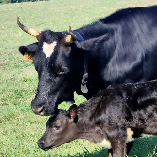 Bretonne Pie Noir, vache, cornes, veau, race de sauvegarde, bretagne