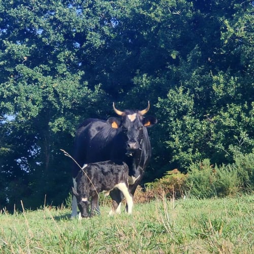 Bretonne Pie Noir, vache, veau, nature, bretagne, carhaix, bocage, prairie permanente