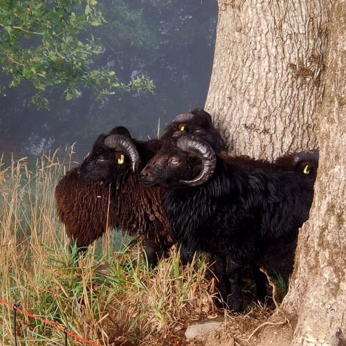Mouton d'Ouessant, Ouessant, béliers, bretagne, Domaine de Kervennec
