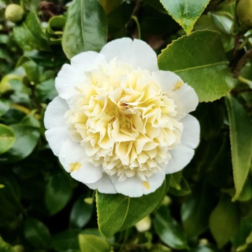 camélia, jardin, parc arboré, domaine, bretagne
