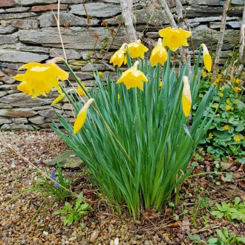 jonquilles, printemps, bretagne, pierre sèche, longère, kerveneg
