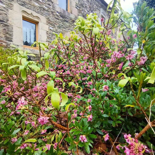daphne odora, maison du four, jardin, fleur, parfum, manoir