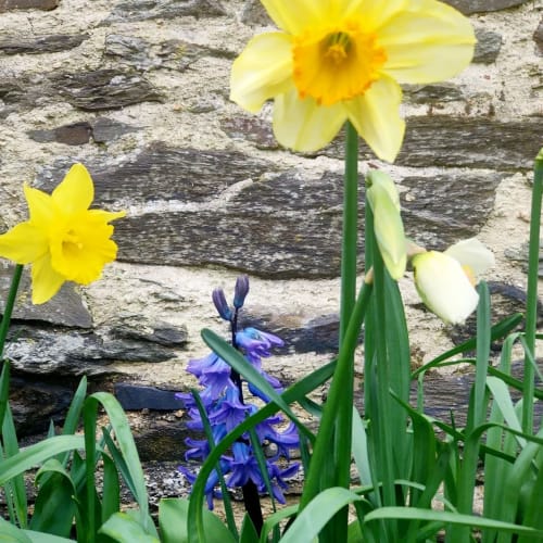 jonquille, jacinthe, jardin, bretagne