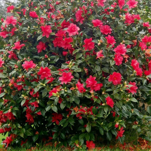 camelia, jardin, parc, domaine