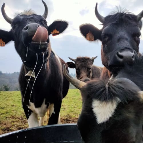 Bretonnes Pie Noire, vaches, abreuvoir, cornes, races de sauvegarde