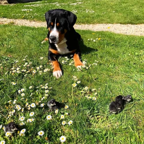 Grand bouvier suisse, poussins, printemps, paquerettes, jardin