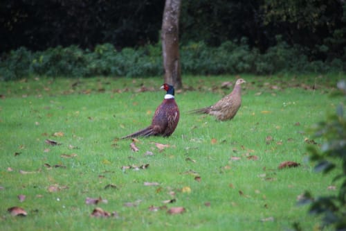 Faisans, poule faisanne, faune, sauvage, jardin, parc, domaine, bretagne