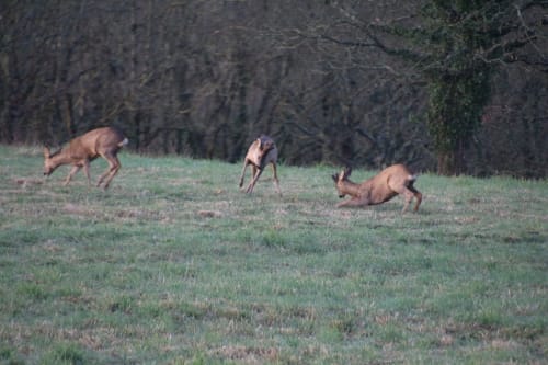 biches, chevreuils, jeux, nature, faune, bretagne, argoat