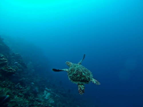 Tortuga marina nadando cerca del arrecife de coral en el boutique hotel Seaflower, San Andrés y Providencia